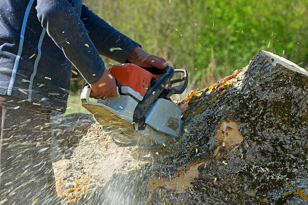 Best Tree Removal Near Me  in USA